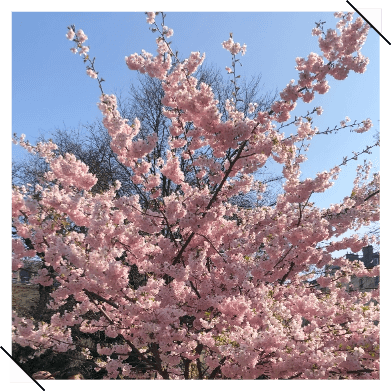 FILOSOPHIE Vol.14「花咲くパリに春到来！新しい季節と共に届いた「良いお知らせ」」